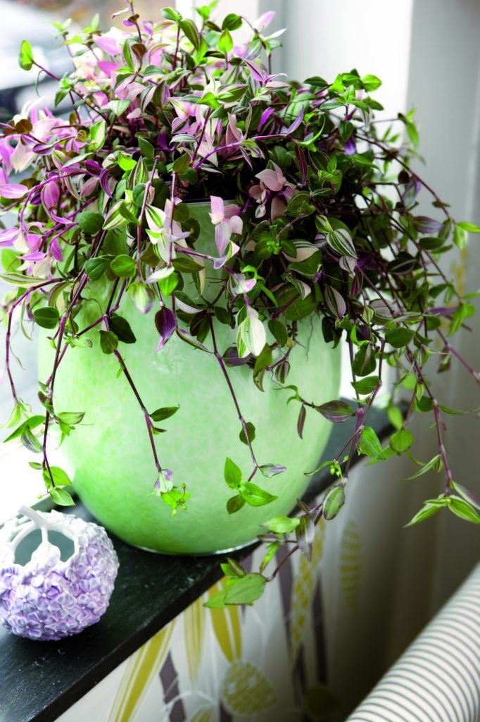 Tradescantia on the windowsill