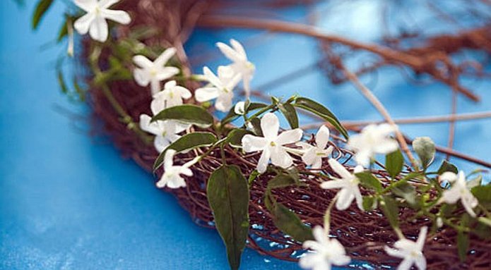 Jasmine 
