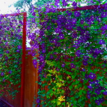 19 climbing plants for a fence-0