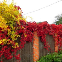 19 climbing plants for a fence-1