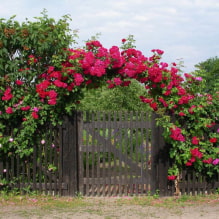 19 climbing plants for a fence-2