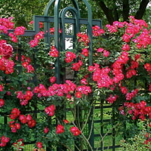 19 climbing plants for a fence-3