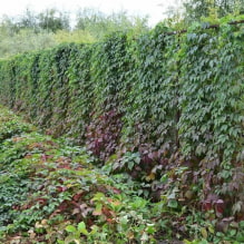 19 climbing plants for a fence-5