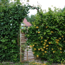 19 climbing plants for a fence-4