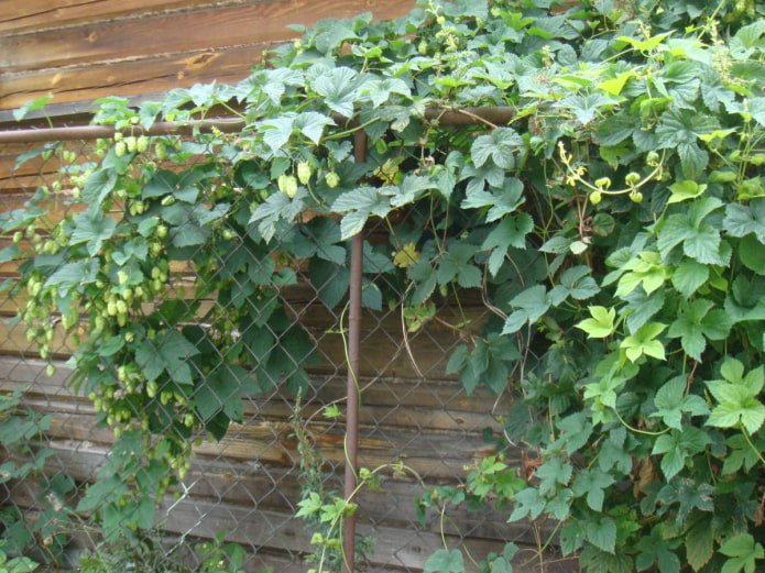 hops on a chain-link fence