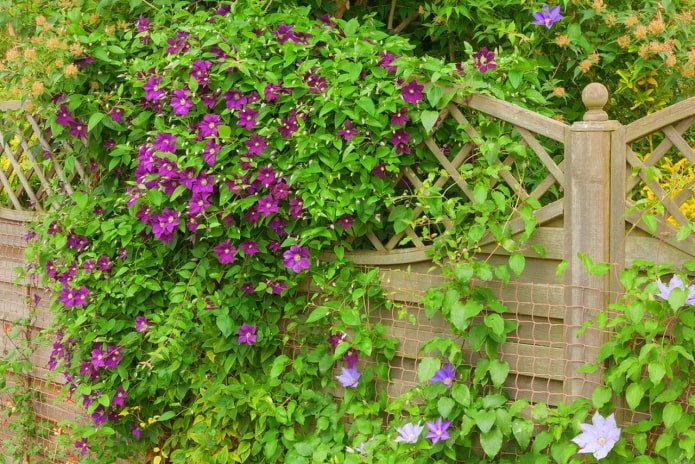 decorating a fence with clematis