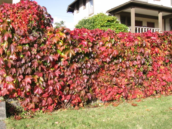 ornamental grapes in the garden