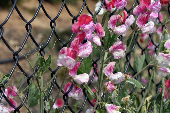 climbing sweet pea