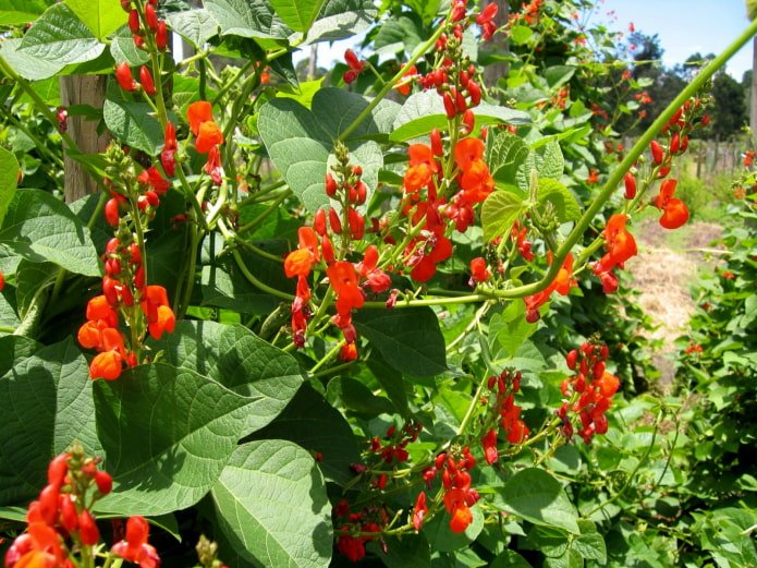 flowering of ornamental beans
