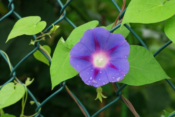 morning glory flowers