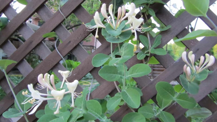ornamental honeysuckle on a fence