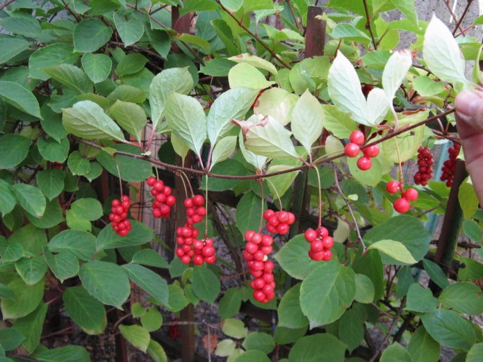 schisandra berries