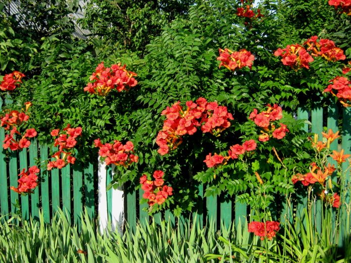 trumpet vine on a fence