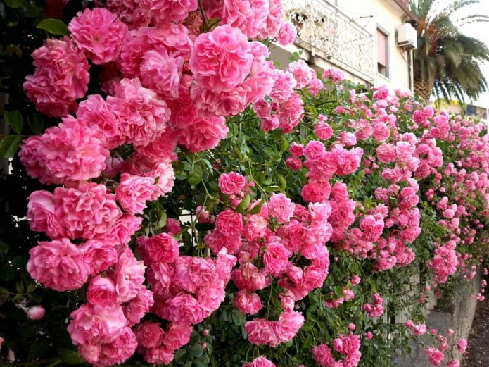 rose on the fence