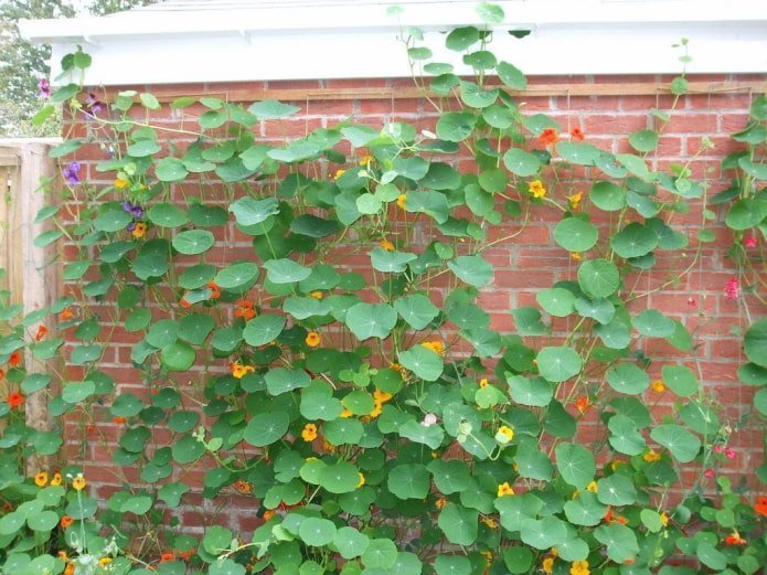 nasturtium flowers and leaves