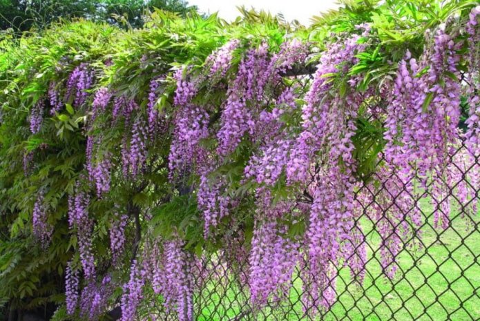 wisteria on a fence