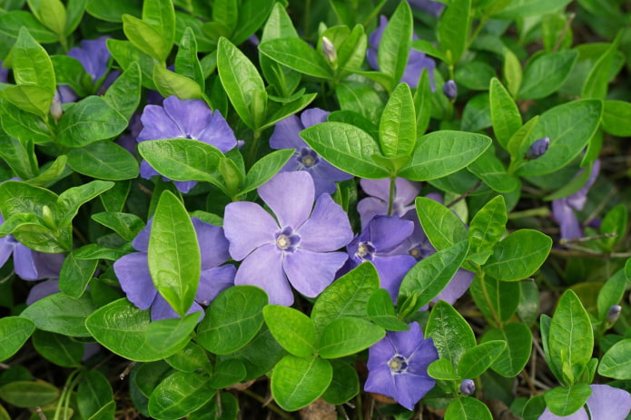 periwinkle flowers