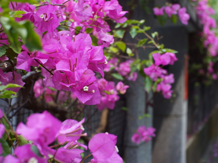 how to color bougainvillea