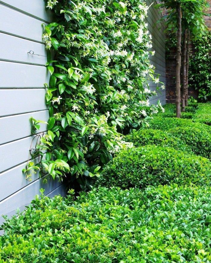 honeysuckle