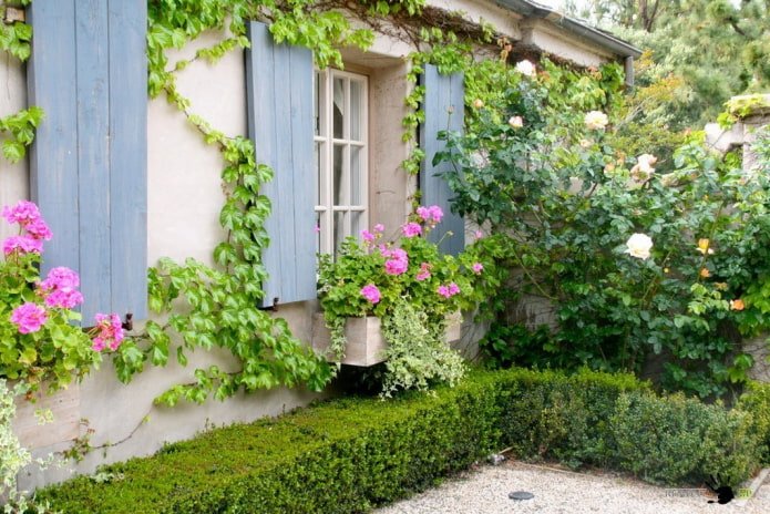 Choosing the best varieties of climbing plants for the dacha