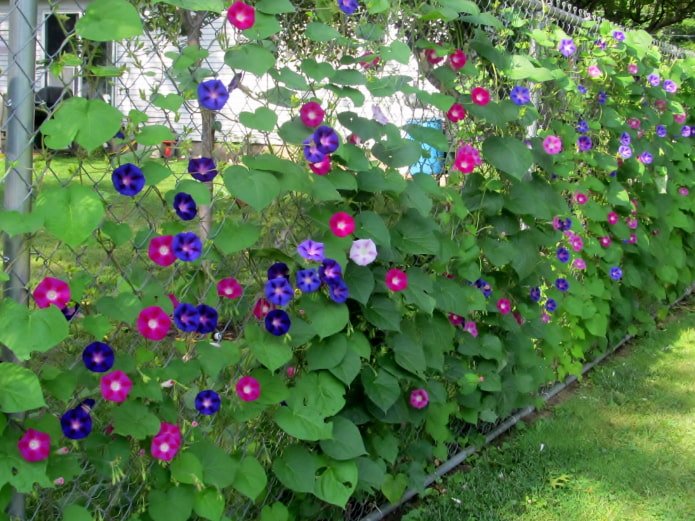 morning glory on the chain-link fence