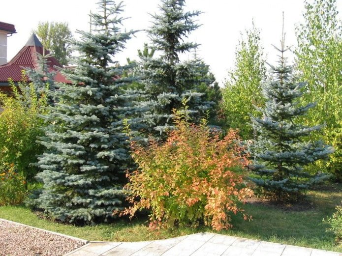 trees and bushes on the border of the plot