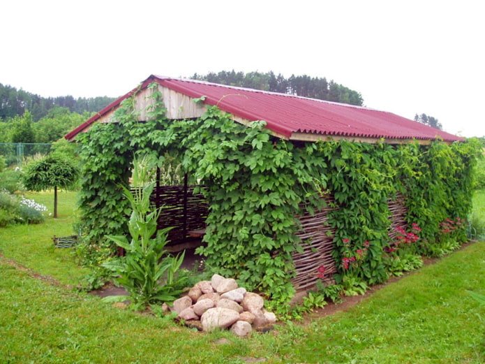 Greening the gazebo with grapes