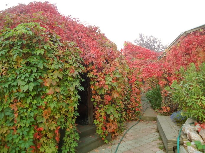 Gazebo in maiden grapes 