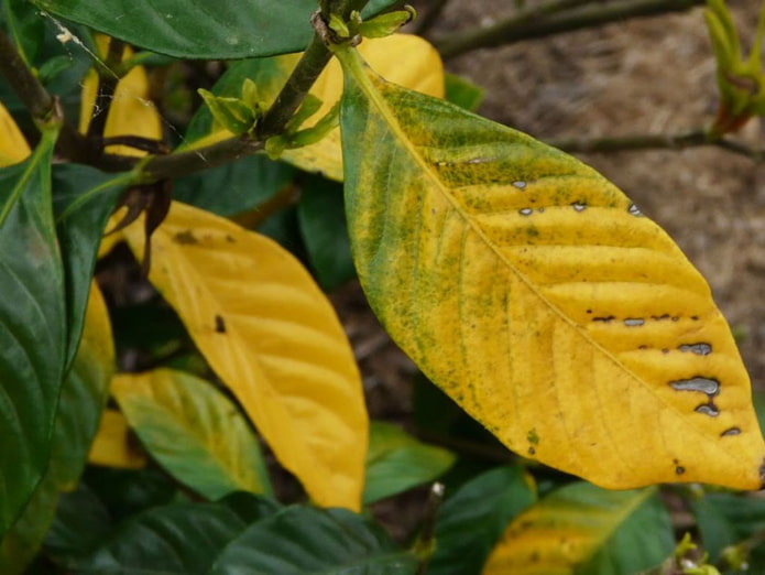 plant affected by spider mites