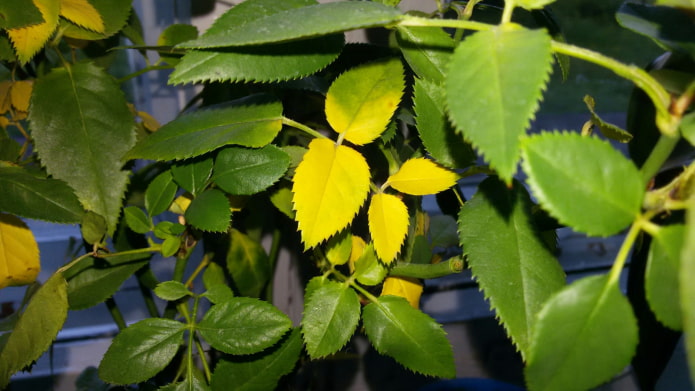 indoor rose leaves turn yellow