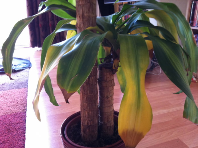 prevention of indoor plant health