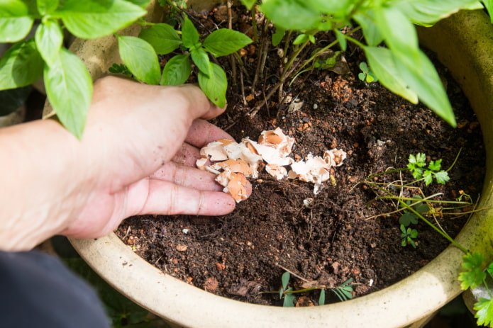 how to feed indoor flowers
