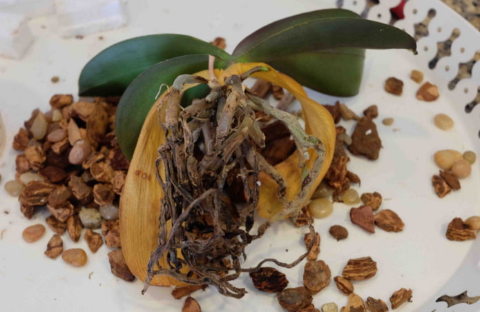 orchid roots have rotted