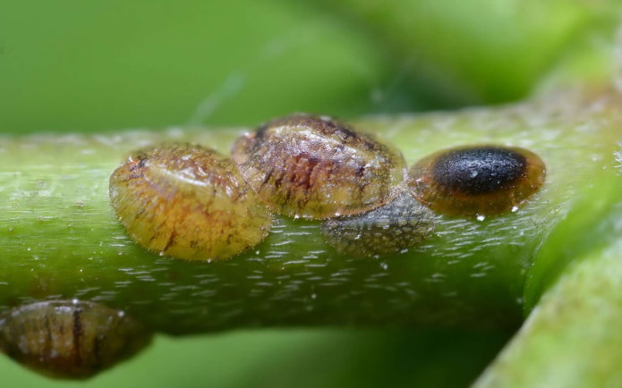 how to get rid of scale insects