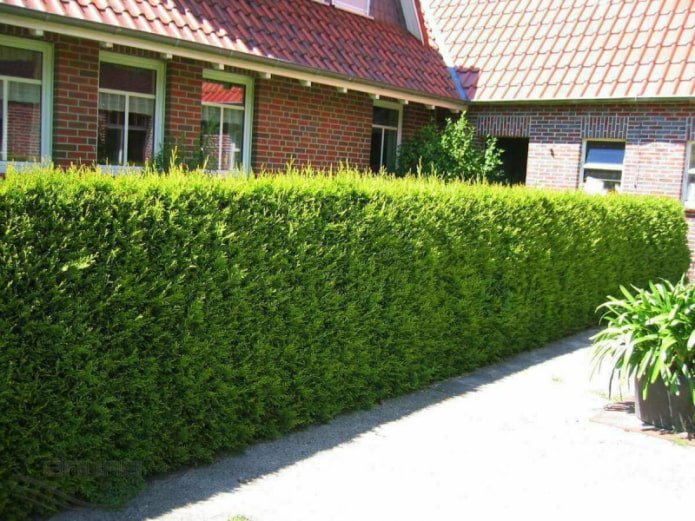 Hedge of thuja variety Brabant