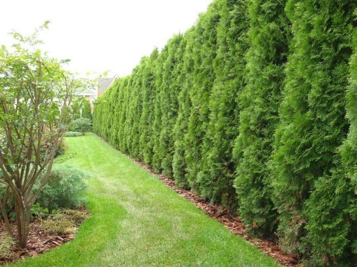 Hedge of thuja variety Smaragd