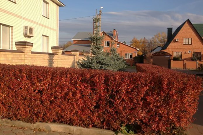 Hedge of cotoneaster lucidus in autumn