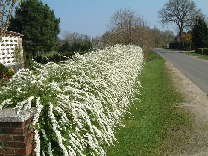 Grey spirea hedge