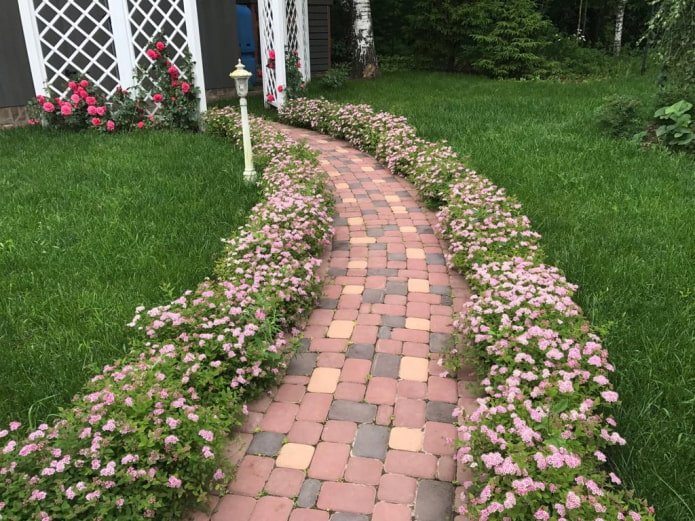 Pink spirea border