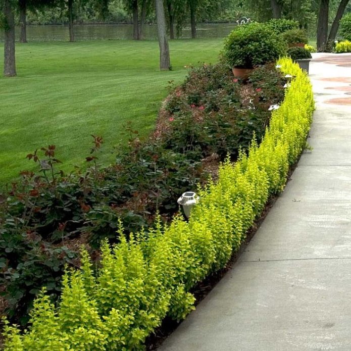 Border of green Thunberg barberry