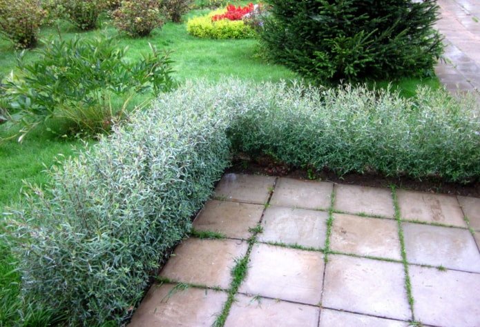 Purple willow hedge