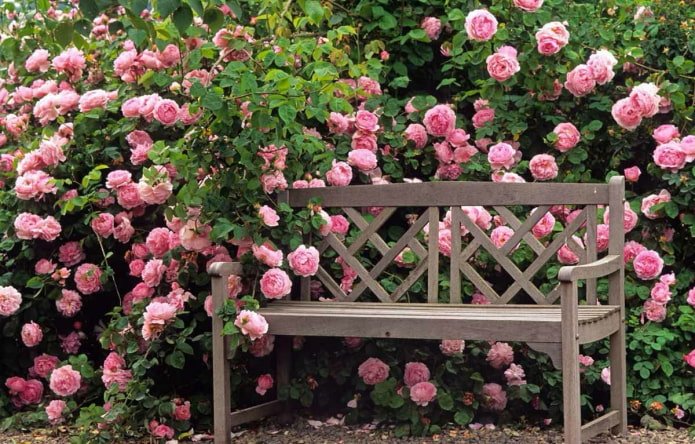 Rose hedge in the garden