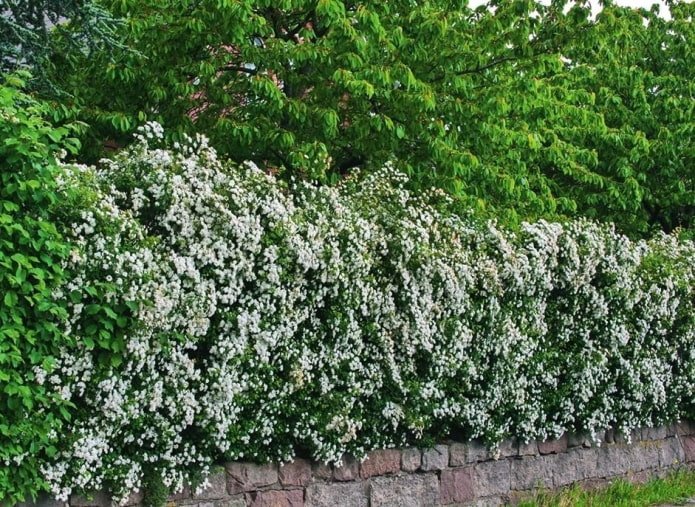Hedge of blood-red hawthorn in bloom
