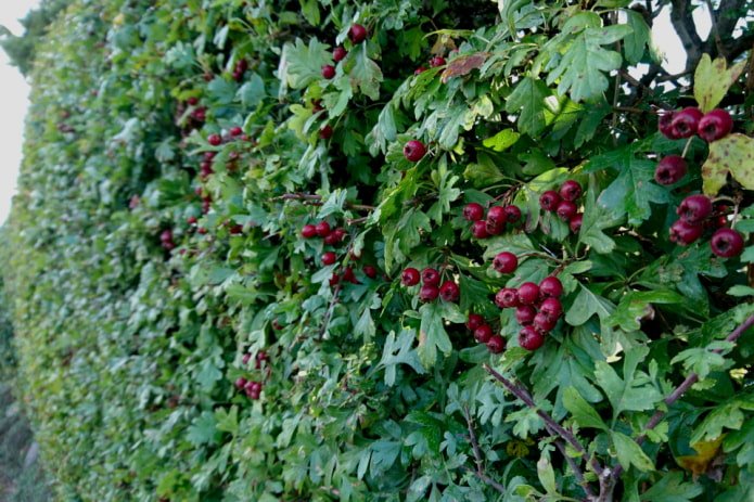 Fence of blood-red hawthorn