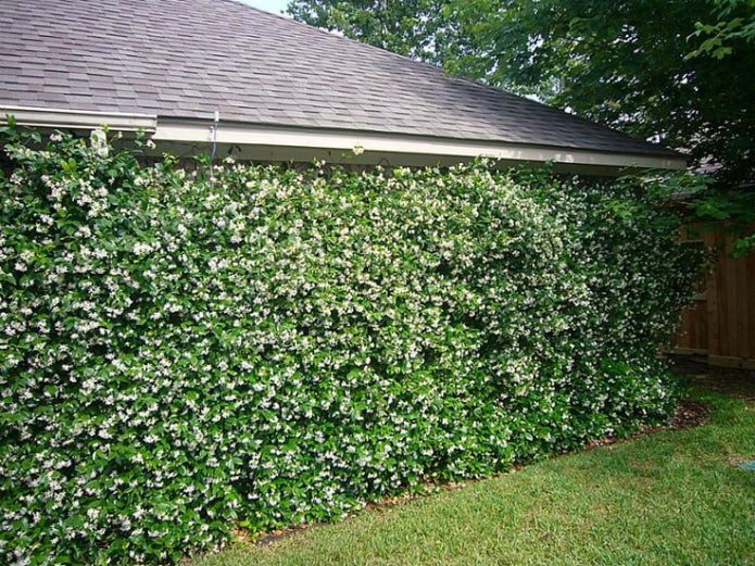 Mock-orange hedge