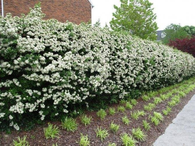 Mock-orange hedge
