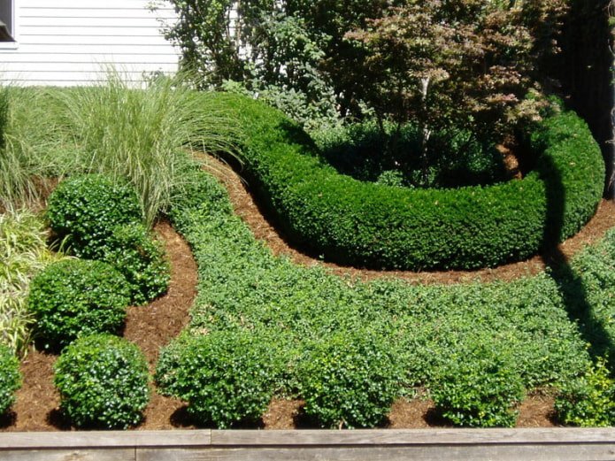 Hedge of evergreen boxwood