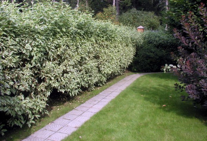 Dogwood in hedge design