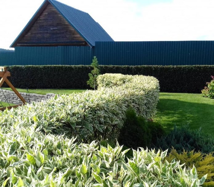 White dogwood hedge