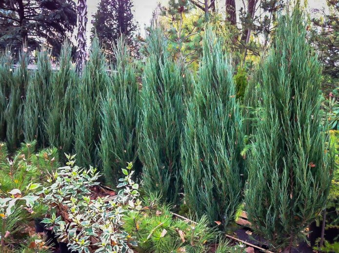 Hedge of rocky juniper with blue needles